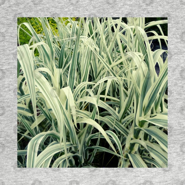 Tall Grass with White Stripes Photo by EdenLiving